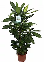 Фикус Циатистипула - Ficus Cyatistipula Zuil D14 H70