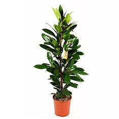 Фикус Циатистипула - Ficus Cyatistipula Zuil D18 H80