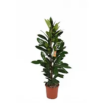 Фикус Циатистипула - Ficus Cyatistipula Zuil D14 H40