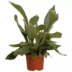 Платицериум оленерогий - Platycerium bifurcatum D12 H30