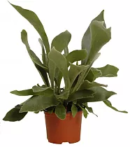 Платицериум оленерогий - Platycerium bifurcatum D12 H30