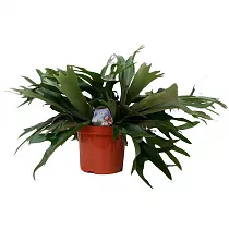 Платицериум оленерогий - Platycerium bifurcatum D12 H25