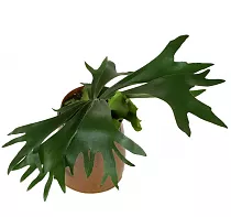 Платицериум оленерогий - Platycerium bifurcatum 3pp HANGING D10 H15