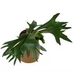 Платицериум оленерогий - Platycerium bifurcatum 3pp HANGING D10 H15