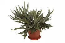 Платицериум оленерогий - Platycerium bifurcatum D18 H40