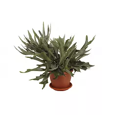 Платицериум оленерогий - Platycerium bifurcatum D18 H40