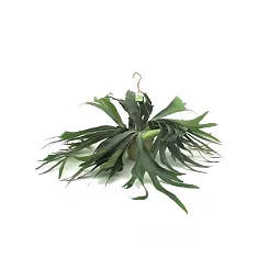 Платицериум оленерогий - Platycerium bifurcatum 3pp HANGING D12 H25