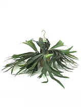 Платицериум оленерогий - Platycerium bifurcatum 3pp HANGING D12 H25