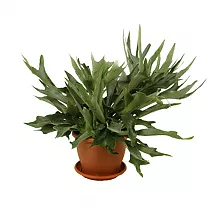 Платицериум оленерогий - Platycerium bifurcatum D18 H45