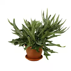 Платицериум оленерогий - Platycerium bifurcatum D18 H45