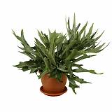 Платицериум оленерогий - Platycerium bifurcatum D18 H45