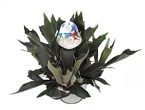 Платицериум оленерогий - Platycerium bifurcatum 3pp HANGING D15 H35