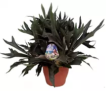 Платицериум двувильчатый - Platycerium bifurcatum 3pp XXL SIZE D18 H35