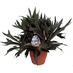 Платицериум двувильчатый - Platycerium bifurcatum 3pp XXL SIZE D18 H35