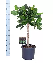 Фикус Бенгальский Андрей косичка - Ficus benghalensis Audrey D30 H100