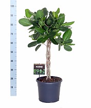 Фикус Бенгальский Андрей косичка - Ficus benghalensis Audrey D30 H100
