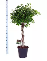Фикус Бенджамина Экзотика спираль - Ficus benjamina Exotica D32 H140
