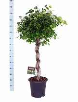 Фикус Бенджамина Экзотика спираль - Ficus benjamina Exotica D32 H140
