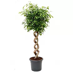 Фикус Бенджамина Экзотика двойная спираль - Ficus benjamina Exotica D50 H230