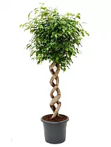 Фикус Бенджамина Экзотика двойная спираль - Ficus benjamina Exotica D50 H230
