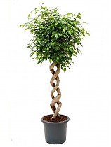 Фикус Бенджамина Экзотика двойная спираль - Ficus benjamina Exotica D50 H230