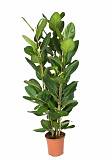 Фикус Бенгальский Андрей 3 ствола - Ficus benghalensis Audrey D30 H160