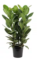 Фикус Бенгальский Андрей 3пп - Ficus benghalensis Audrey 3 stekken pp D27 H95