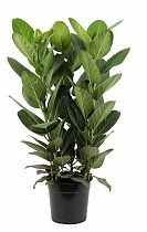 Фикус Бенгальский Андрей 3пп - Ficus benghalensis Audrey 3 stekken pp D27 H95