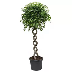 Фикус Бенджамина Экзотика двойная спираль - Ficus benjamina Exotica D55 H250