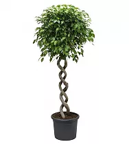 Фикус Бенджамина Экзотика двойная спираль - Ficus benjamina Exotica D55 H250
