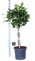 Фикус Бенгальский Андрей косичка - Ficus benghalensis Audrey D48 H190