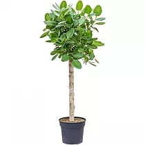 Фикус Бенгальский Андрей штамб - Ficus benghalensis Audrey D38 H190