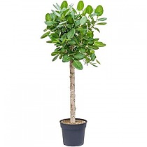 Фикус Бенгальский Андрей штамб - Ficus benghalensis Audrey D38 H190