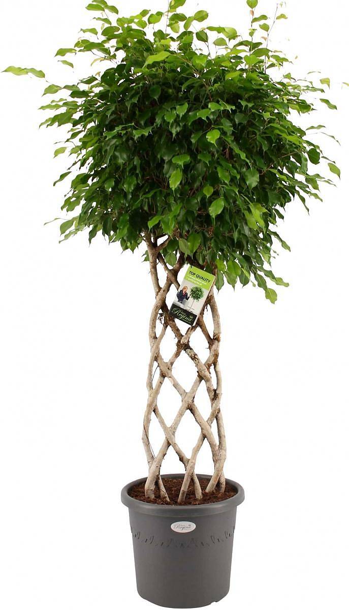 Фикус Бенджамина Экзотика цилиндр - Ficus benjamina Exotica D45 H190