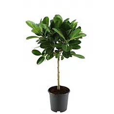 Фикус Бенгальский Одри - Ficus benghalensis "Petite Audrey" D21 H90