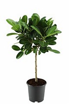 Фикус Бенгальский Одри - Ficus benghalensis "Petite Audrey" D21 H90