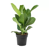 Фикус Бенгальский Андрей - Ficus benghalensis Audrey D14 H40