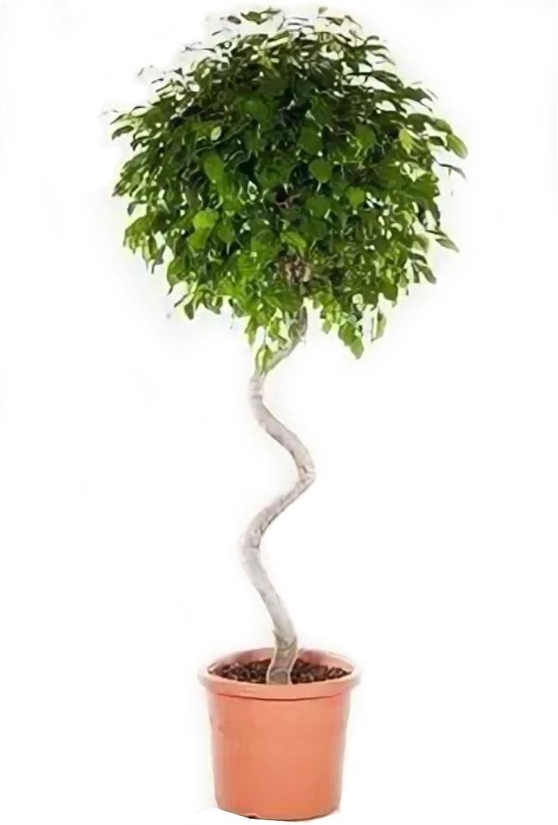 Фикус Бенджамина Экзотика спираль - Ficus benjamina Exotica D55 H270