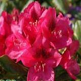 Азалия Японская - Catawbiense Nova Zembla D26 H70