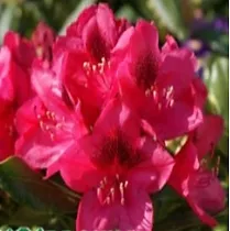 Азалия Японская - Catawbiense Nova Zembla D26 H70