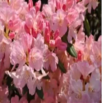 Азалия Японская - Yakushimanum Percy Wiseman D26 H70