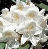 Азалия Японская - Сaucasicum Cunningham's White D23 H60