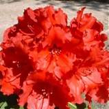 Азалия Японская - Arboreum Red Jack D23 H60