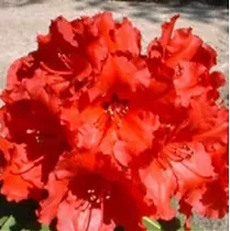 Азалия Японская - Arboreum Red Jack D23 H60