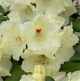 Азалия Японская - Rhododendron yakushimanum Flava D23 H60