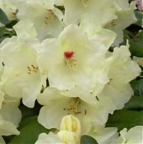 Азалия Японская - Rhododendron yakushimanum Flava D23 H60