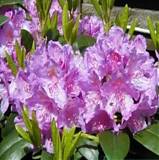 Азалия Японская - Catawbiense Grandiflorum D23 H60