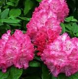 Азалия Японская - Catawbiense Germania D23 H60