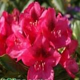 Азалия Японская - Catawbiense Nova Zembla D23 H60