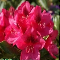 Азалия Японская - Catawbiense Nova Zembla D23 H60